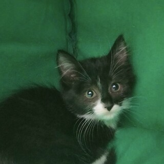 黒白の可愛い子猫　ニーナちゃん