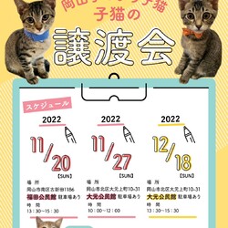 手のひら子猫　譲渡会