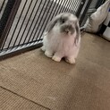 純血ホーランドロップイヤー