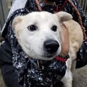 推定2〜3歳　11キロ　男の子