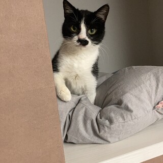 おりこうさんのハチワレ女子(6ヶ月)♡まる♡