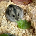 ジャンガリアンハムスター♀2匹♂1匹
