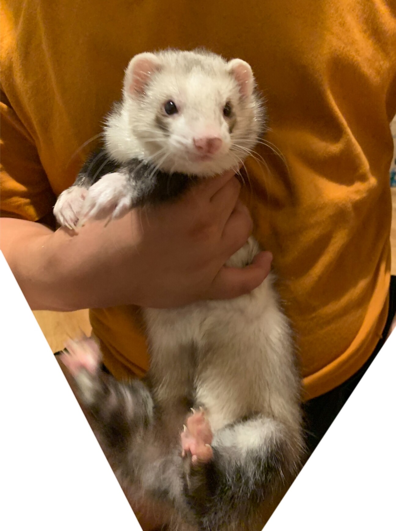 フェレット 甘えん坊な男の子 サムネイル1