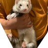 フェレット 甘えん坊な男の子 サムネイル1
