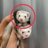 フェレット 甘えん坊な男の子 サムネイル2