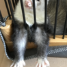 フェレット 甘えん坊な男の子 サムネイル3