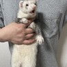 フェレット 甘えん坊な男の子 サムネイル4