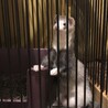 フェレット 甘えん坊な男の子 サムネイル5