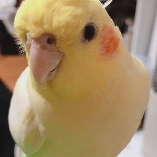 オカメインコのいろはちゃんの里親募集