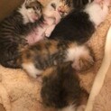 育児放棄された子猫を保護しました【みかんサスケ用】