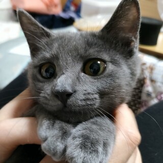 なでなで大好き！花火ちゃん