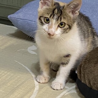 　今月末を目処にTNR予定です　保護子猫　4ヶ月