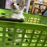 　今月末を目処にTNR予定です　保護子猫　4ヶ月 サムネイル4
