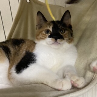 キュートで小さなお姫様、モモ