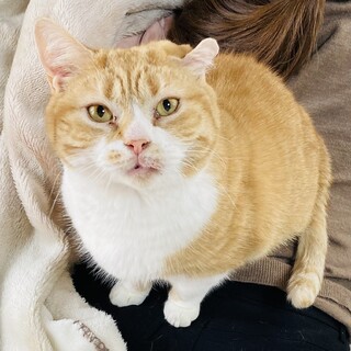 11歳オス　ちょもちゃん　ミックス