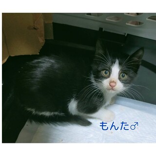 黒白ハチワレ　キュートなお顔のもんたくん