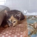 甘えん坊サビ色子猫