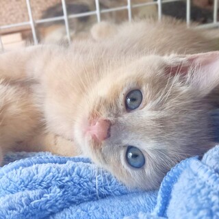 わんぱくでふわふわな男の子(クリーム色)