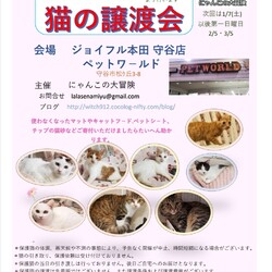 猫の譲渡会:ジョイフル本田守谷店
