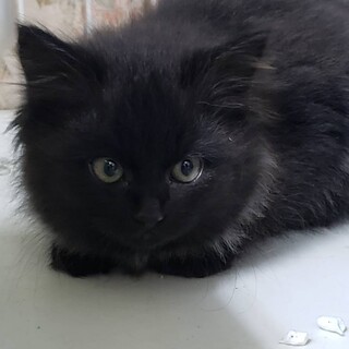 マハロ　ふわふわ長めの被毛　2ヶ月　メス