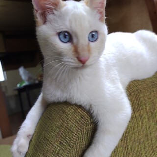 人懐こく元気な子猫　5カ月　オス