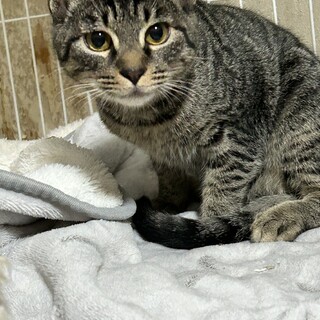 6ヶ月　元気なキジ猫　だいくん【エイズ陽性】