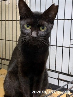 7歳8ヶ月　艶々スリムな黒猫　くるみちゃん サムネイル5