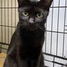 7歳8ヶ月　艶々スリムな黒猫　くるみちゃん サムネイル5