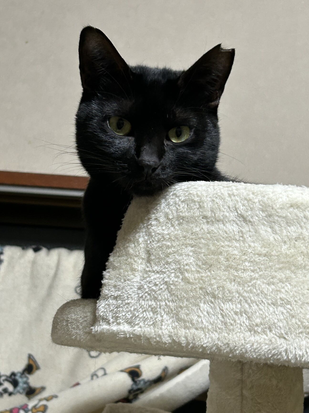 7歳8ヶ月　艶々スリムな黒猫　くるみちゃん サムネイル1