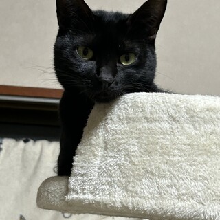7歳8ヶ月　艶々スリムな黒猫　くるみちゃん