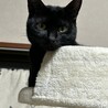 7歳8ヶ月　艶々スリムな黒猫　くるみちゃん サムネイル1