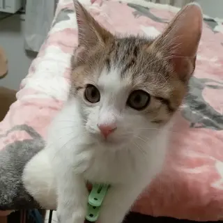 トライアル調整中