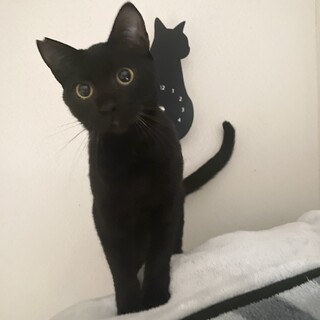 里親様決定！人慣れ、猫慣れ抜群！黒猫のウィン♂