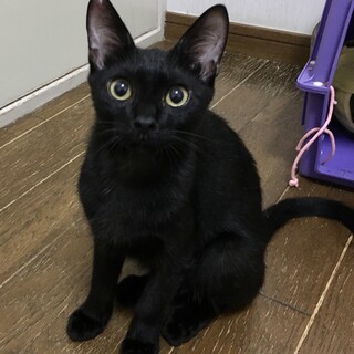 【5/28⭐️堺東にて譲渡会】参加猫さかもとくん