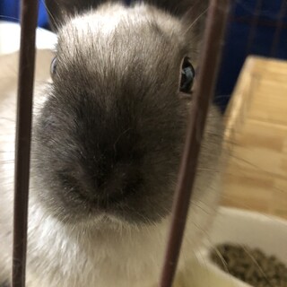 ミニウサギ　3か月　男の子