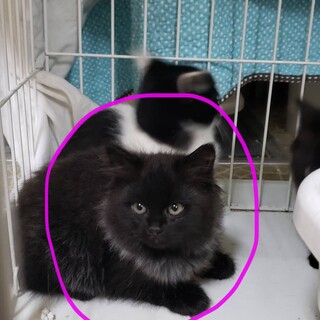 カイリ　グレーのふさふさが可愛い男の子