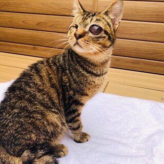 とっても人懐っこい片目ボーイ！ノア君