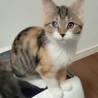 三毛のふらのちゃん