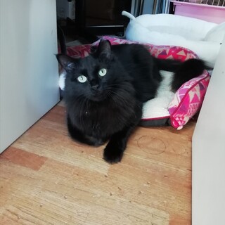 長毛　レナちゃん