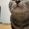 OYONEKOぶーにゃん