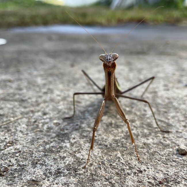 OYONEKOぶーにゃんのカバー写真