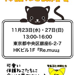 11/23・27保護ねこ譲渡会