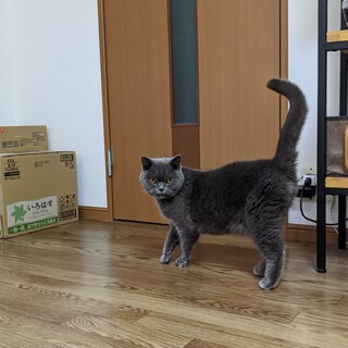 [埼玉県三郷市]里親探しています。