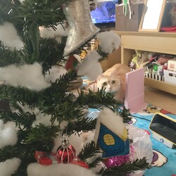 クリスマスツリーを飾り付けました