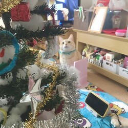 「クリスマスツリーを飾り付けました」サムネイル2