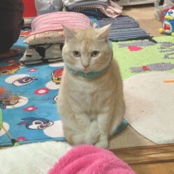 「クリスマスツリーを飾り付けました」サムネイル3