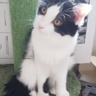 ハチワレ半長毛6ヶ月ふく君おうち募集中！去勢済