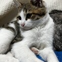 人懐っこくて元気！3ヶ月キジ白の男の子