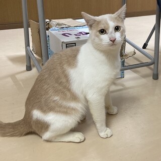 元野良猫　触れる様になりました！