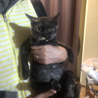 温かみのある賢いさび柄べっ甲ちゃん４か月べた慣れ